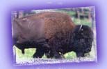 native bison
