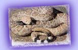 native rattlesnake