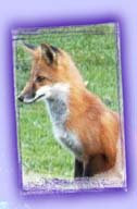 native fox